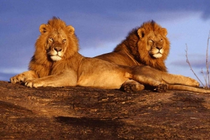 Tsavo Nationalpark, Kenya: 5-dages safari