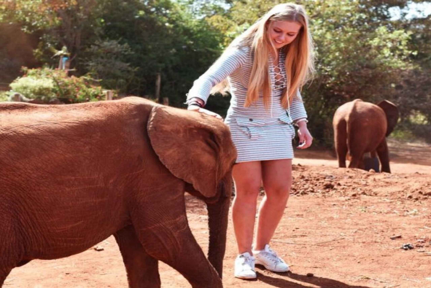 Besök på David Sheldrick Elephant Orphanage