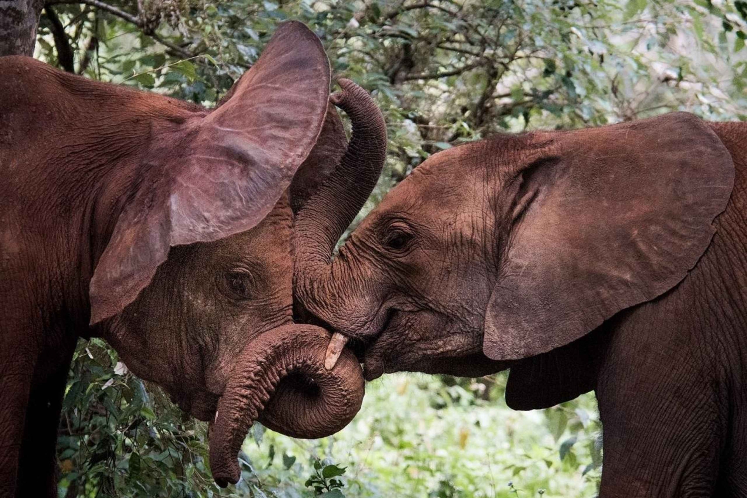 Visite de l'orphelinat d'éléphants David Sheldrick