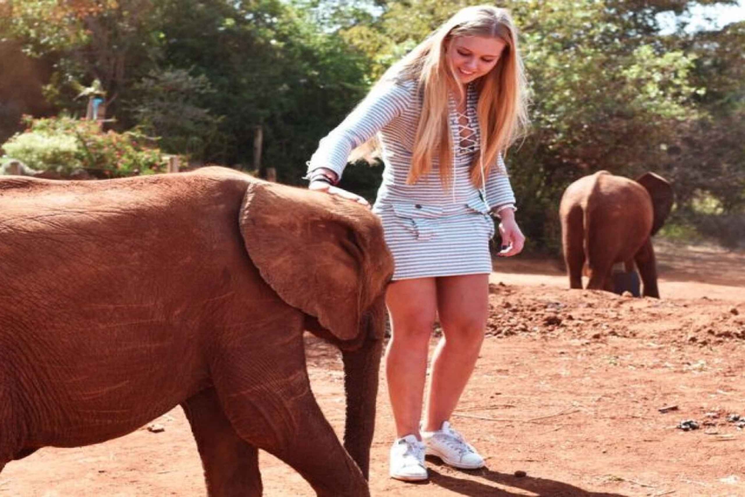 Visite de l'orphelinat d'éléphants David Sheldrick
