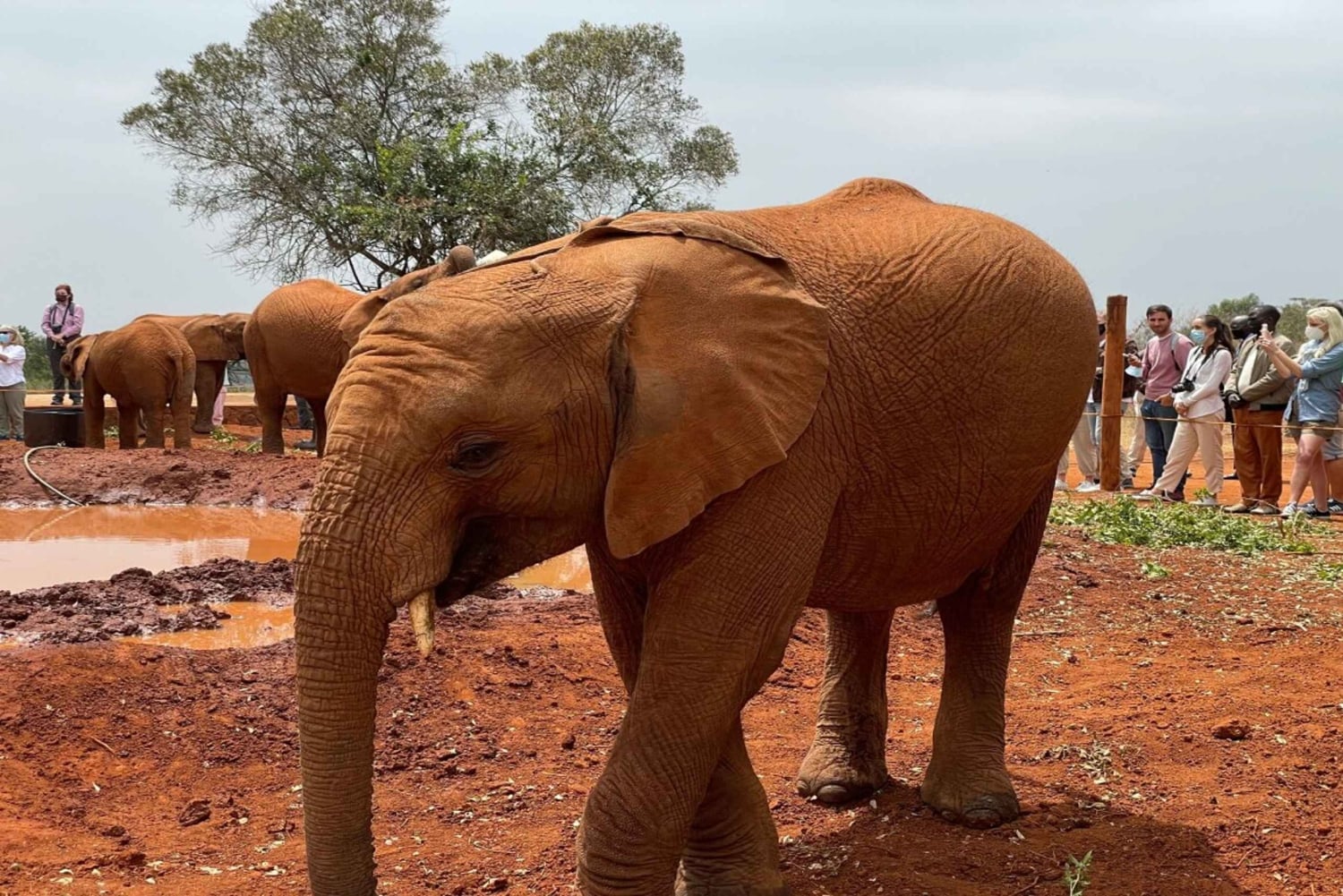 Visite de l'orphelinat d'éléphants David Sheldrick