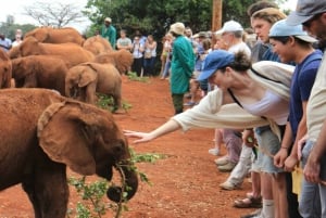 Visit to David Sheldrick Elephant Orphanage
