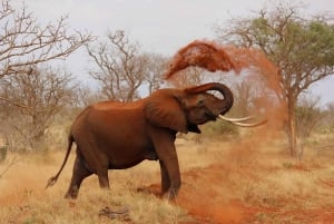 Vierailu David Sheldrickin norsujen orpokotiin