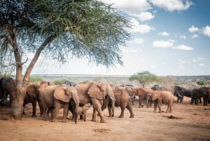 Wizyta w sierocińcu dla słoni Davida Sheldricka