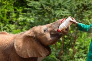 Visita all'orfanotrofio degli elefanti David Sheldrick
