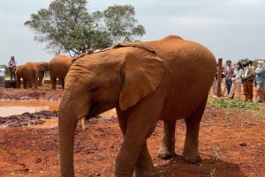 Visite de l'orphelinat d'éléphants David Sheldrick