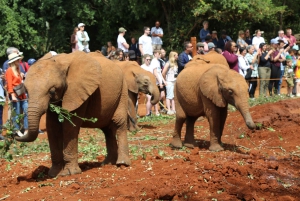 Visite de l'orphelinat d'éléphants David Sheldrick