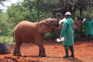 Visite de l'orphelinat d'éléphants David Sheldrick