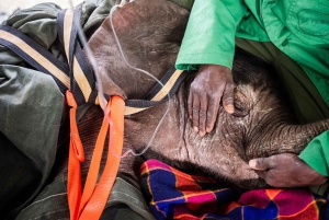 Visite de l'orphelinat d'éléphants David Sheldrick