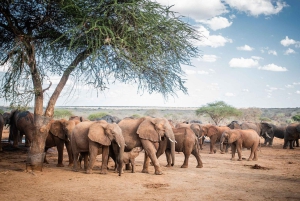 Visite de l'orphelinat d'éléphants David Sheldrick