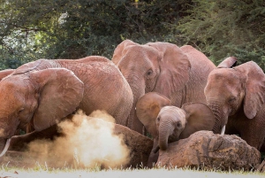 Visite de l'orphelinat d'éléphants David Sheldrick