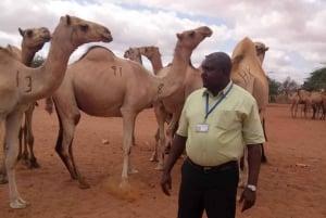 Wajir: Opastettu kävelykierros aavikkotoriin