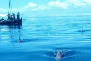 Wasini Dolphin Snorkeling