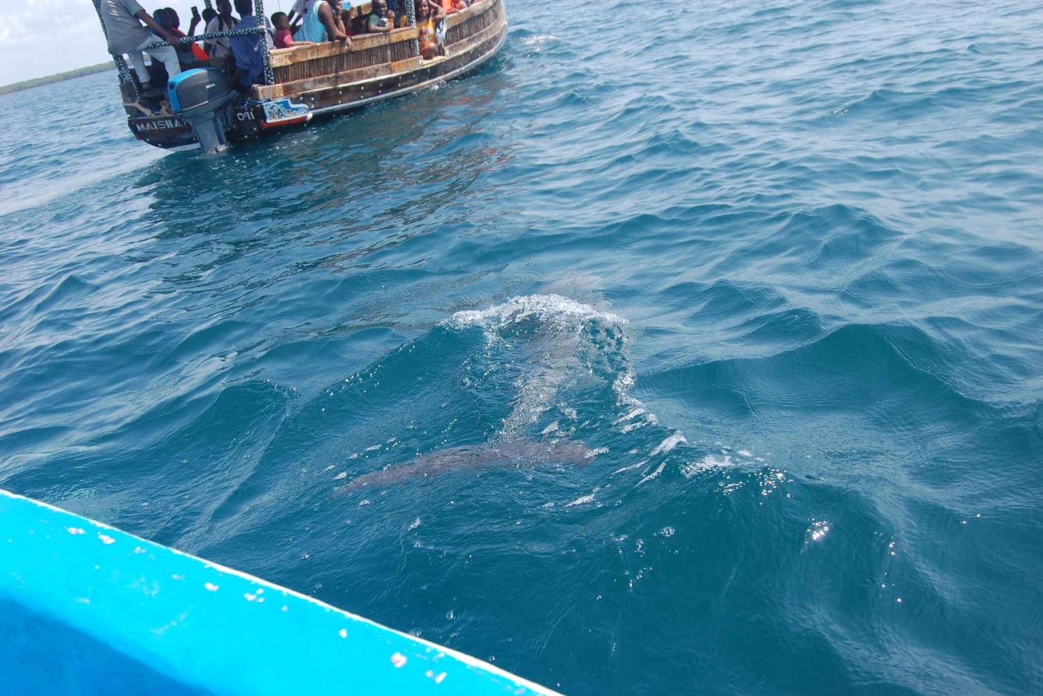 Васини Дельфин 🐬 Экскурсия из пляжа Диани / Момбаса