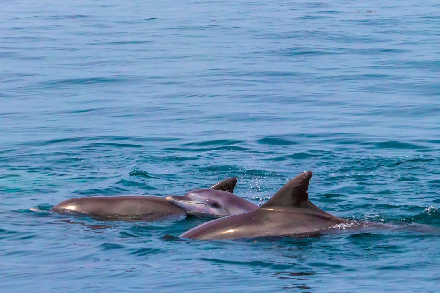 Wasini Island: Dolphin Spotting & Snorkel at Kisite Mpunguti