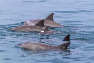 Wasini Island: Delfinbeobachtung und Schnorcheln bei Kisite Mpunguti