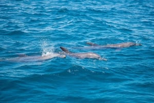 Wasini Island: Dolphin spotting & Snorkel at Kisite Marine