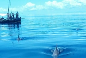 Wasini Island: Dolphin spotting & Snorkel at Kisite Marine