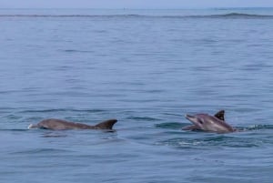 Wasini Island: Delfinspotting og snorkling ved Kisite Mpunguti