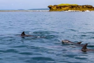 Wasini Island: Delfinspotting og snorkling ved Kisite Mpunguti