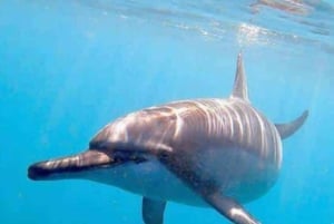 Wasini island: Marine Park, Dolphin Watch & Village Tour