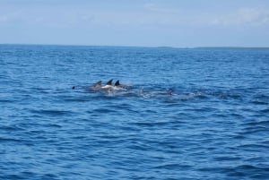 Diani : Île de Wasini, plongée en apnée et visite des grottes d'esclaves de Shimoni