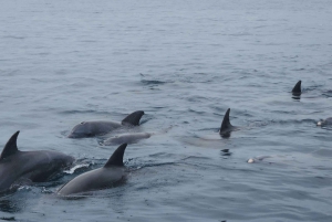 Diani : Île de Wasini, plongée en apnée et visite des grottes d'esclaves de Shimoni