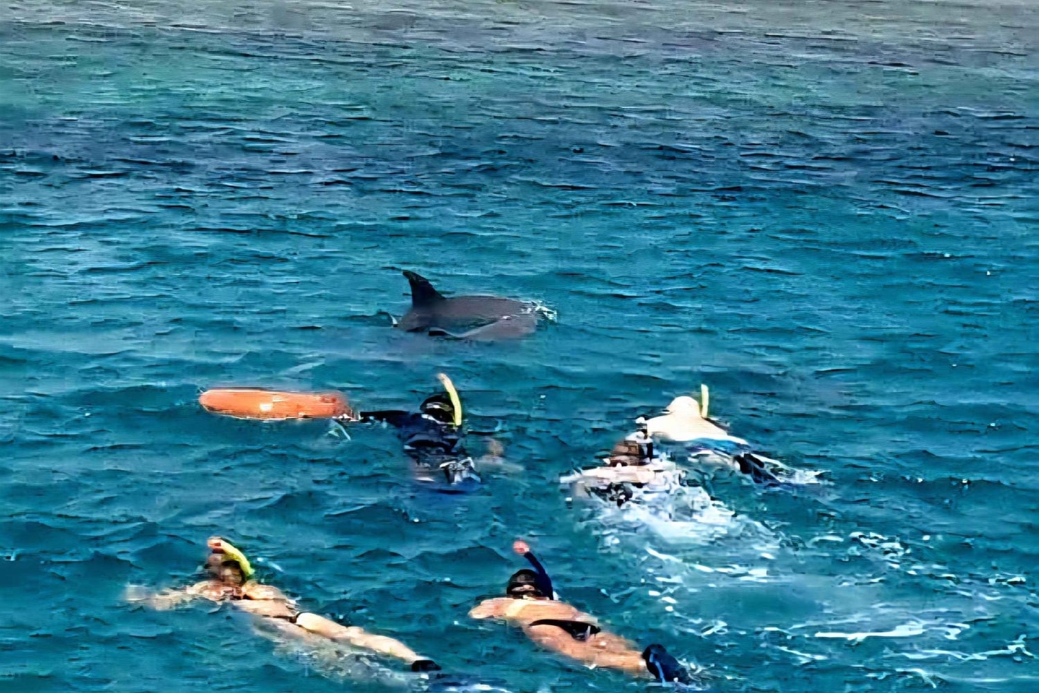 Wasini Island: Schnorcheln, Delfinbeobachtung und Mittagessen