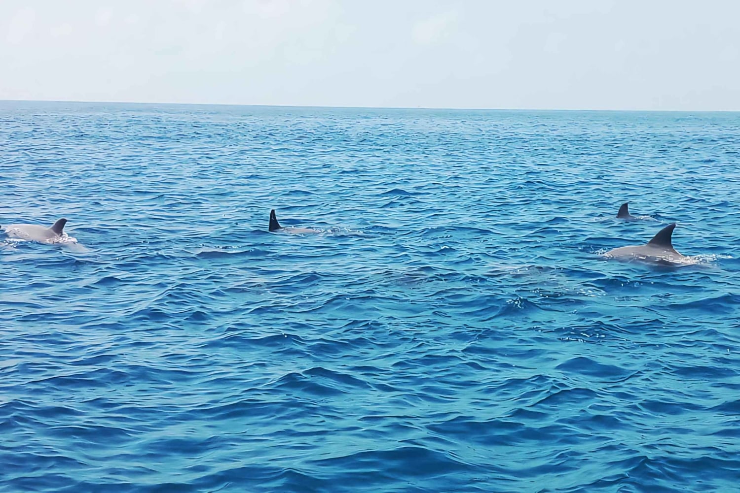 Wasini Island: Schnorcheln, Delfinbeobachtung und Mittagessen