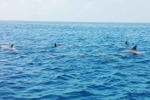 Wasini Island: Schnorcheln, Delfinbeobachtung und Mittagessen