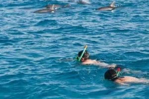 Wasini:, Pływanie z delfinami