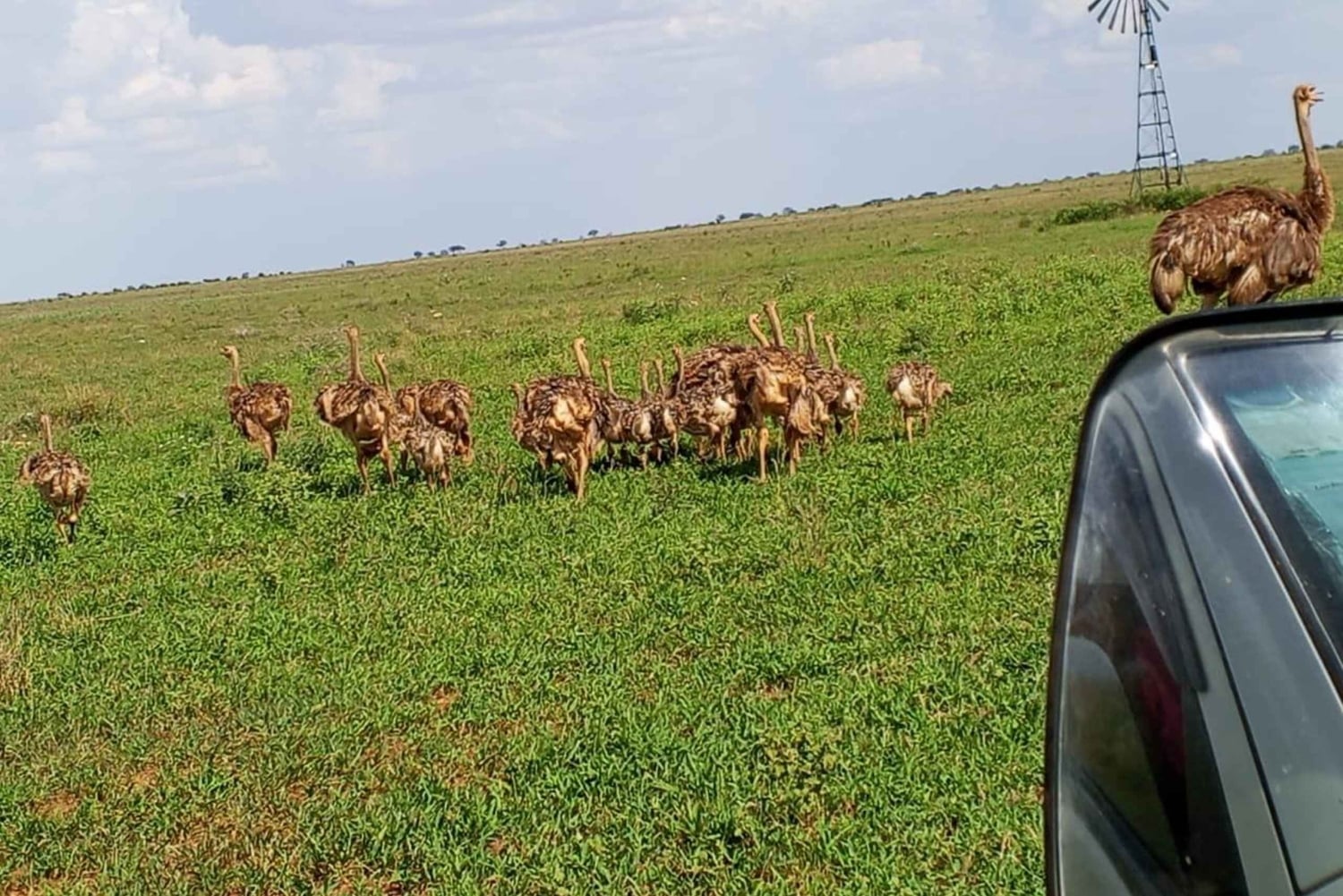 Watamu/Diani: safari di un giorno nel Parco nazionale dello Tsavo Est con pranzo