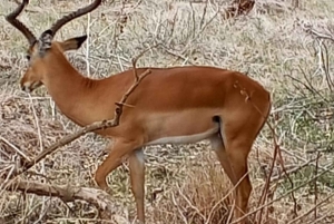 Watamu/Diani: safari di un giorno nel Parco nazionale dello Tsavo Est con pranzo
