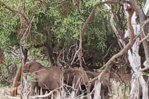Watamu/Diani: safari di un giorno nel Parco nazionale dello Tsavo Est con pranzo