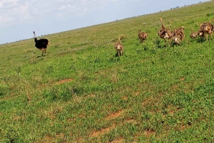 Watamu/Diani: safari di un giorno nel Parco nazionale dello Tsavo Est con pranzo