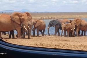 Watamu/Malindi: safari de 2 dias em Tsavo East