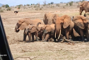 Watamu/Malindi: safari de 2 dias em Tsavo East