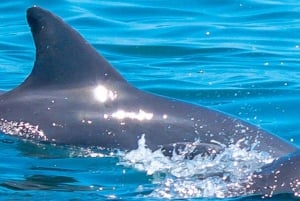 Watamu: Marine Park Snorkeling and Dolphin Spotting Tour