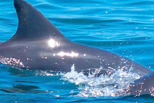 Watamu: Snorkelen in het zeepark en dolfijnen spotten