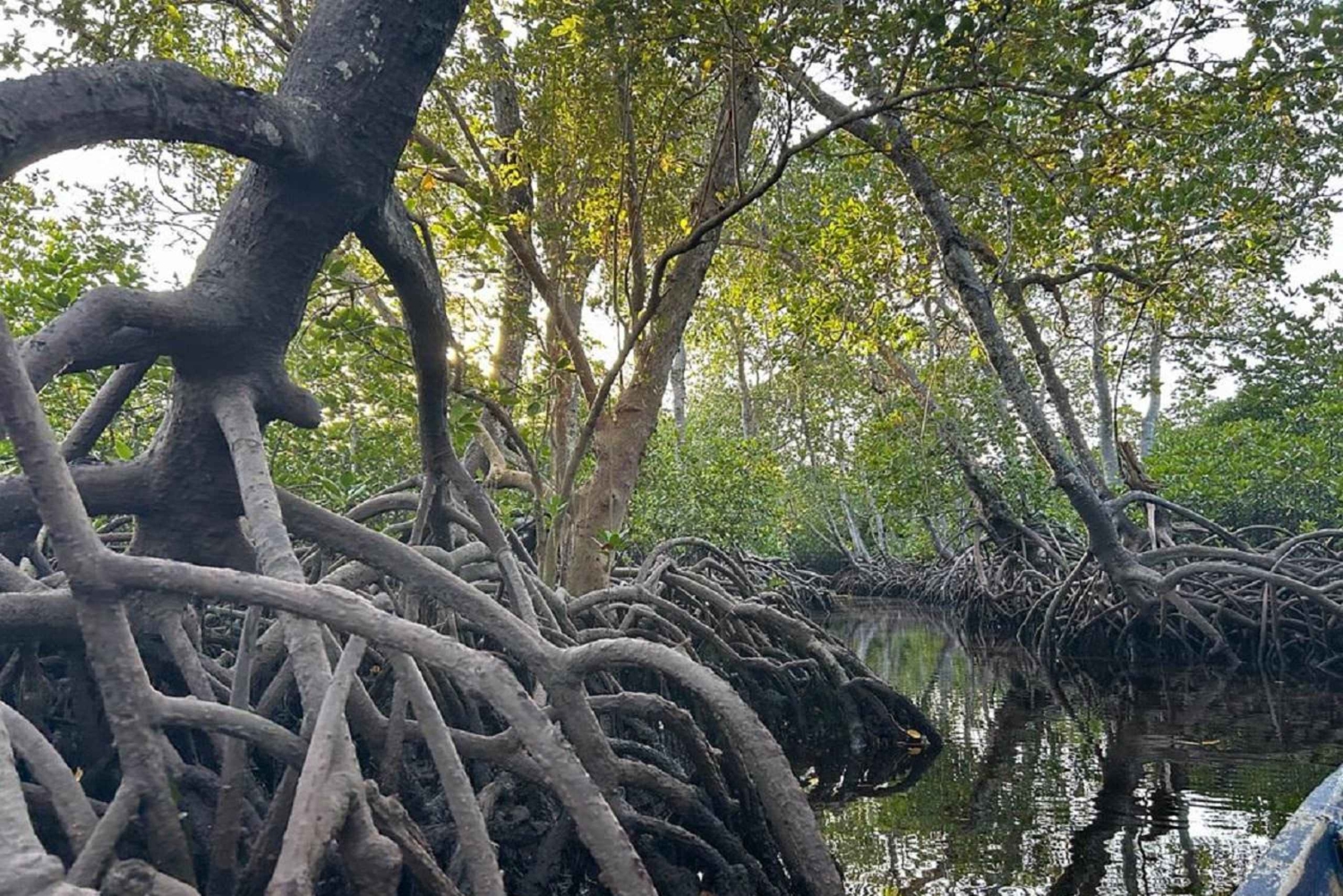 Watamu : visite de la mangrove et observation des oiseaux de Mida Creek avec tour en bateau