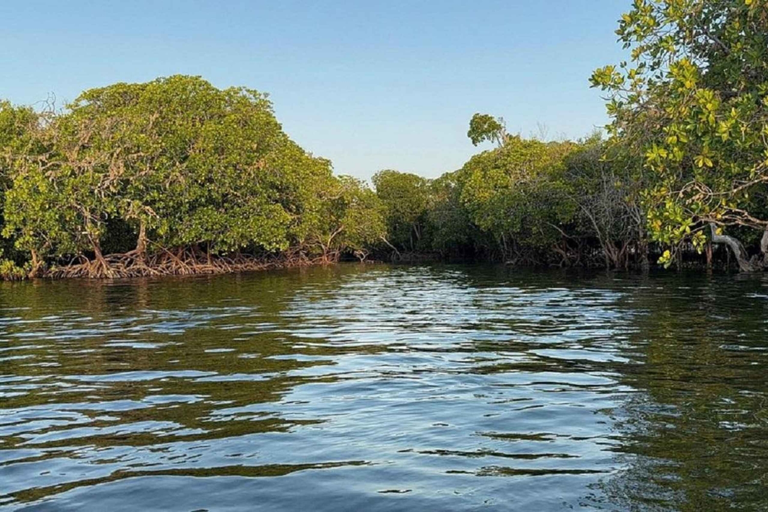 Watamu : visite de la mangrove et observation des oiseaux de Mida Creek avec tour en bateau