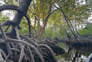 Watamu : visite de la mangrove et observation des oiseaux de Mida Creek avec tour en bateau