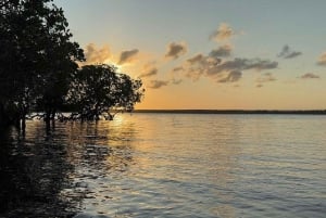 Watamu : visite de la mangrove et observation des oiseaux de Mida Creek avec tour en bateau