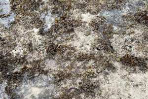 Watamu : visite de la mangrove et observation des oiseaux de Mida Creek avec tour en bateau