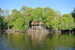 Watamu : visite de la mangrove et observation des oiseaux de Mida Creek avec tour en bateau
