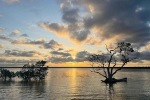 Watamu : visite de la mangrove et observation des oiseaux de Mida Creek avec tour en bateau