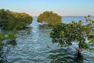 Watamu : visite de la mangrove et observation des oiseaux de Mida Creek avec tour en bateau
