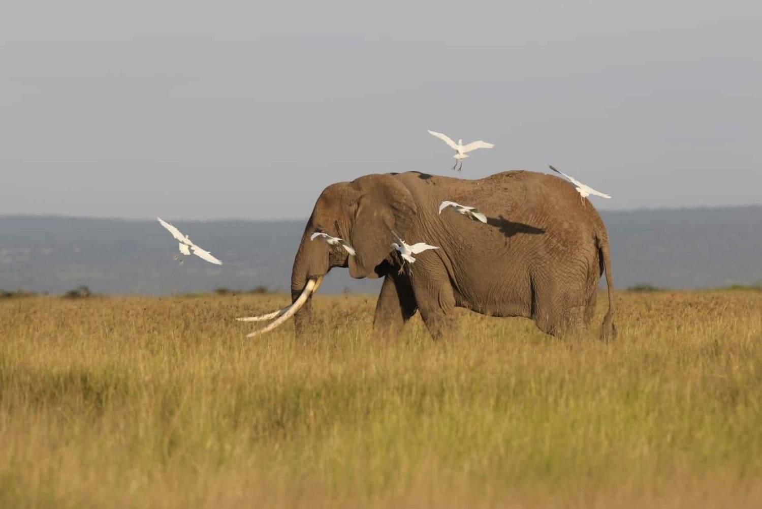 Watamu of Malindi: Tsavo East National Park, safari van een hele dag