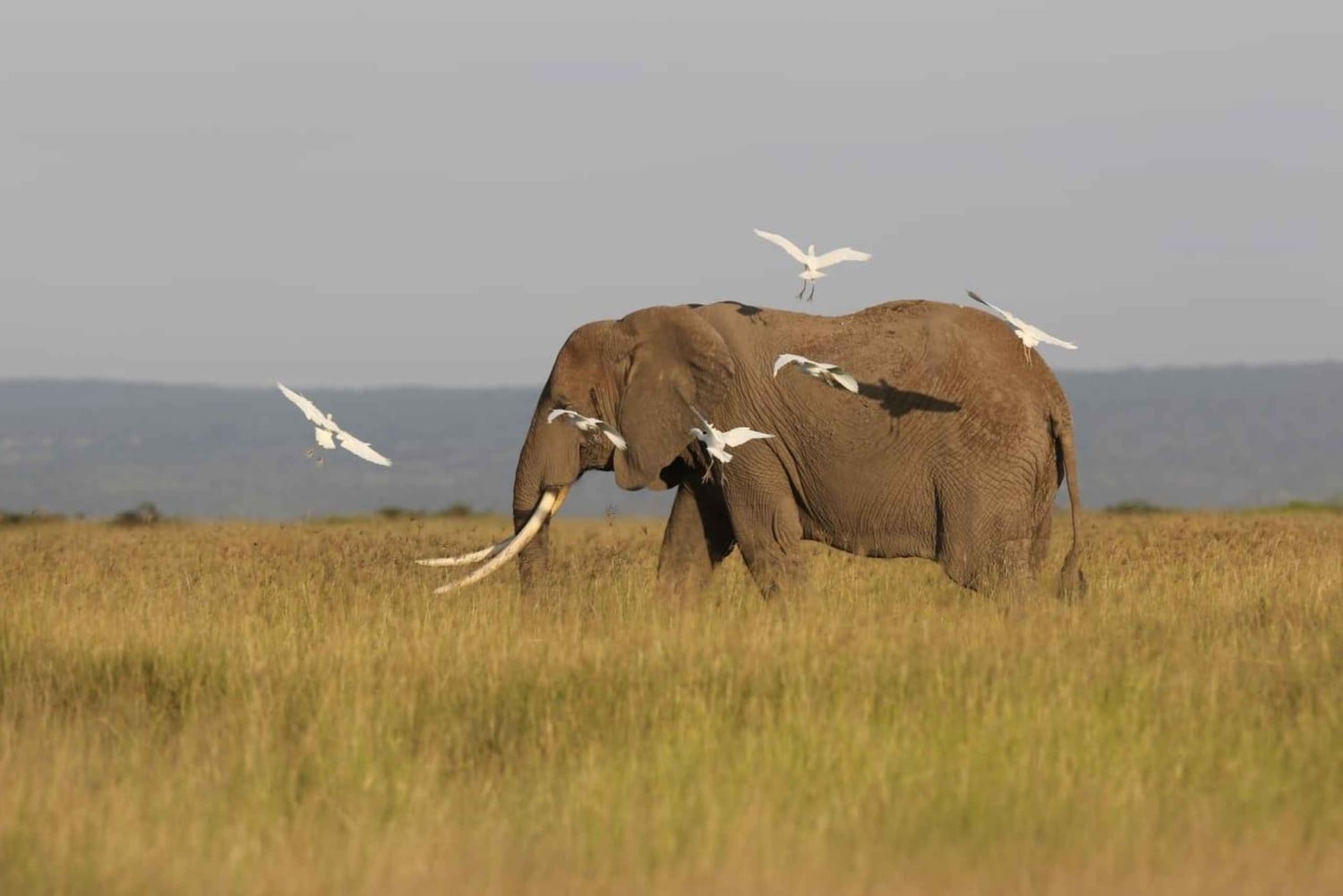 Watamu eller Malindi: Tsavo East nasjonalpark – heldagssafari