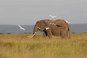Watamu eller Malindi: Tsavo East nasjonalpark – heldagssafari
